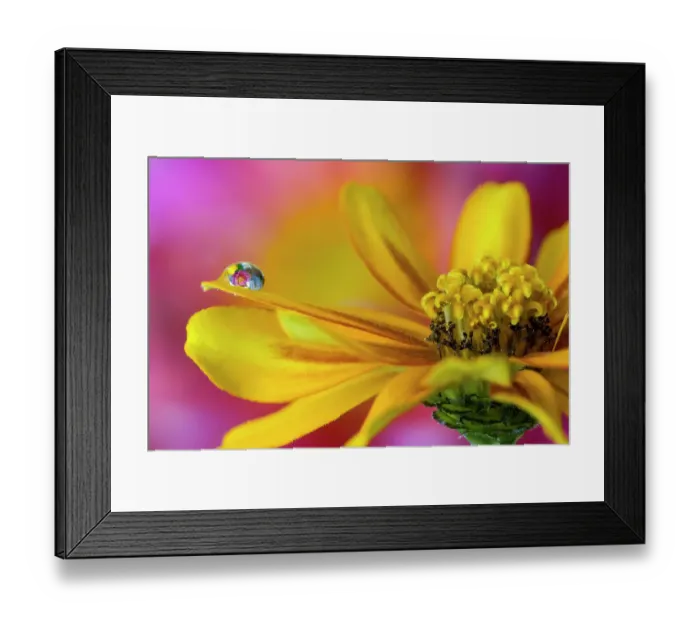 Framed Print : USA, Washington State, Sammamish. Dewdrop on petal of orange profusion zinnia