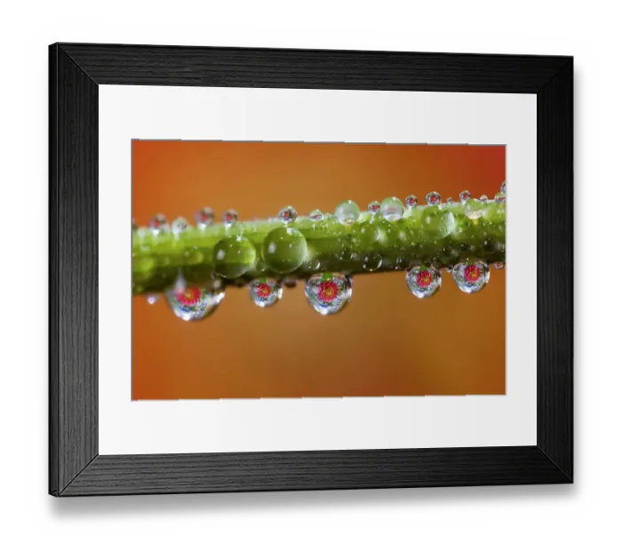Framed Print : USA, Washington State, Sammamish. Dewdrops on dahlia stem reflecting a dahlia in the background Framed Print : USA, Washington State, Sammamish. Dewdrops on dahlia stem reflecting a dahlia in the background
