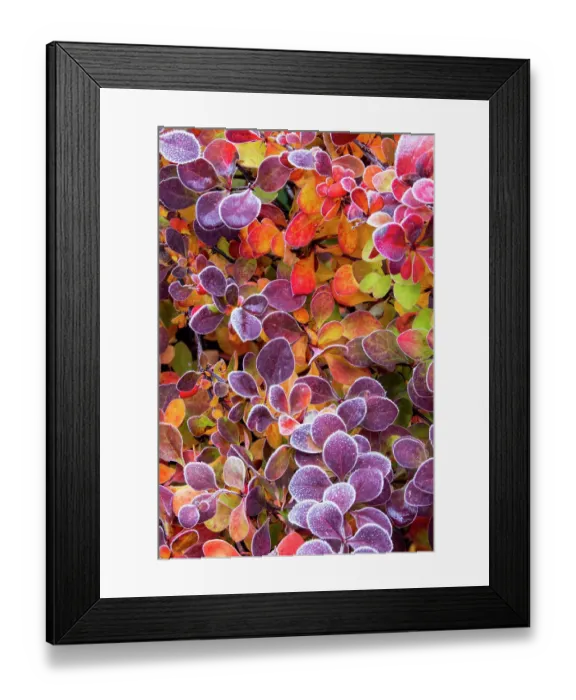 Framed Print : USA, Washington State, Sammamish. Close-up of frosted barberry leaves in Autumn Framed Print : USA, Washington State, Sammamish. Close-up of frosted barberry leaves in Autumn