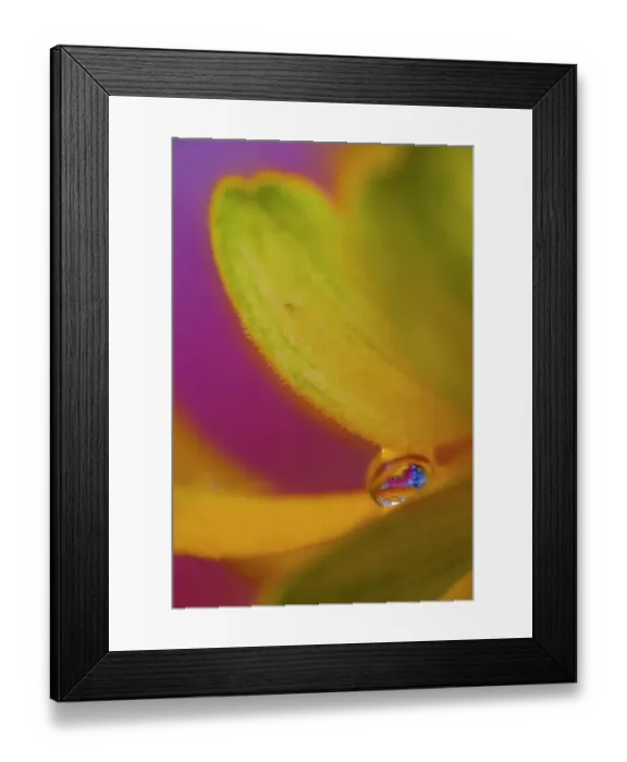 Framed Print : USA, Washington State, Sammamish. Dewdrop on petal of orange profusion zinnia