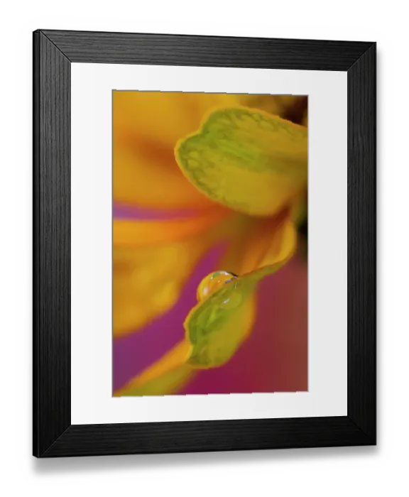 Framed Print : USA, Washington State, Sammamish. Dewdrop on petal of orange profusion zinnia Framed Print : USA, Washington State, Sammamish. Dewdrop on petal of orange profusion zinnia
