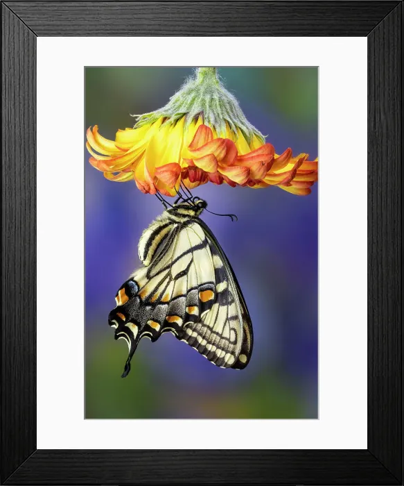 Framed Print : USA, Washington State, Sammamish. Eastern tiger swallowtail buttery on orange gerber daisy