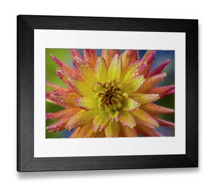 Framed Print : USA, Washington State, Sammamish. Close-up of dahlia flower bloom with circular growth and dewdrops