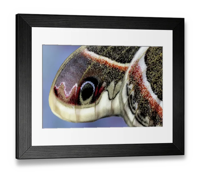 Framed Print : USA, Washington State, Sammamish. Close-up of Columbia silk moth wing detail and scales Framed Print : USA, Washington State, Sammamish. Close-up of Columbia silk moth wing detail and scales
