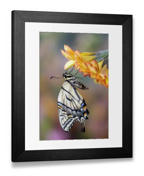 Framed Print : USA, Washington State, Sammamish. Eastern tiger swallowtail buttery on orange gerber daisy