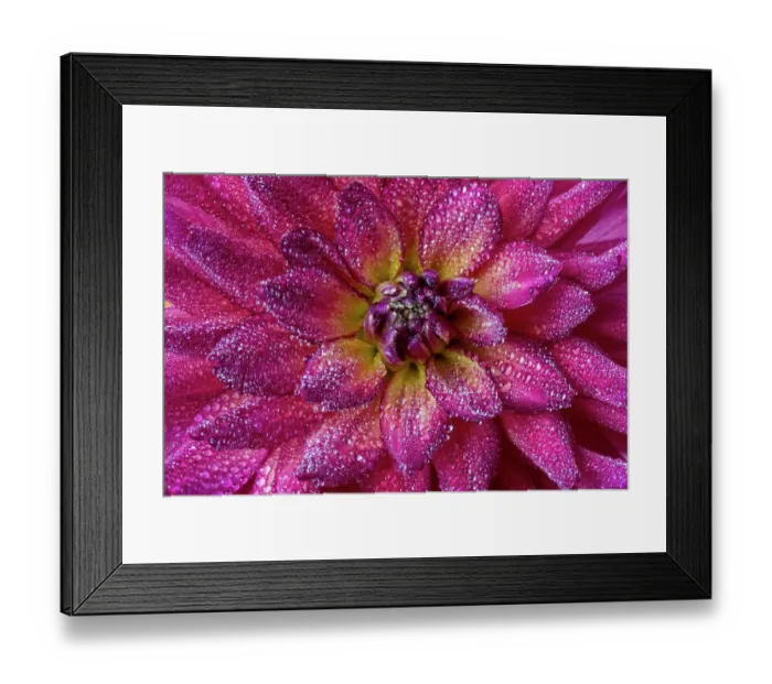 Framed Print : USA, Washington State, Sammamish. Close-up of dahlia flower bloom with circular growth and dewdrops
