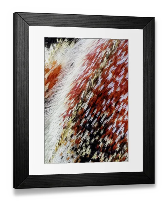 Framed Print : USA, Washington State, Sammamish. Close-up of Columbia silk moth wing detail and scales