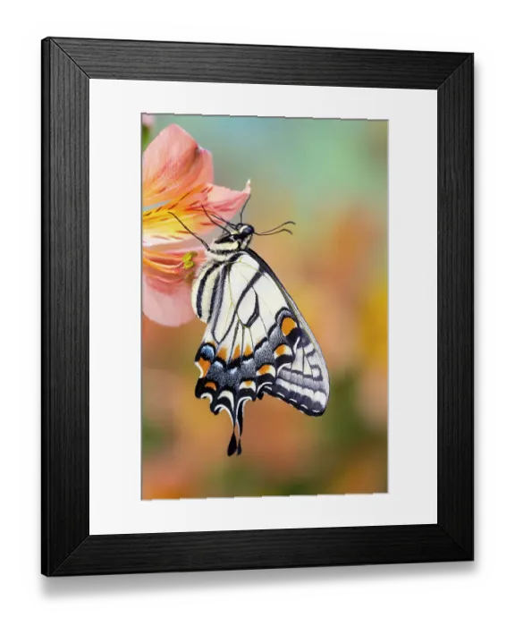 Framed Print : USA, Washington State, Sammamish. Eastern tiger swallowtail buttery on Peruvian lily, Alstroemeria