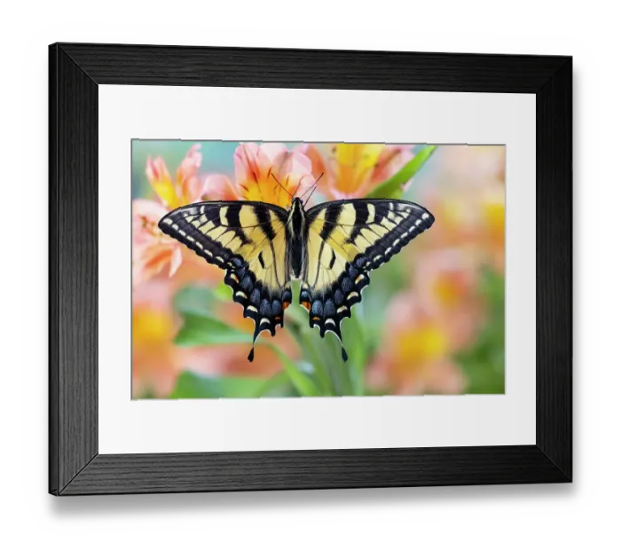 Framed Print : USA, Washington State, Sammamish. Eastern tiger swallowtail buttery on Peruvian lily, Alstroemeria Framed Print : USA, Washington State, Sammamish. Eastern tiger swallowtail buttery on Peruvian lily, Alstroemeria