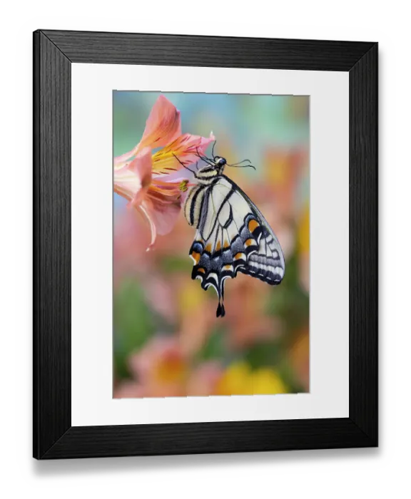 Framed Print : USA, Washington State, Sammamish. Eastern tiger swallowtail buttery on Peruvian lily, Alstroemeria