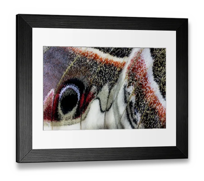 Framed Print : USA, Washington State, Sammamish. Close-up of Columbia silk moth wing detail and scales Framed Print : USA, Washington State, Sammamish. Close-up of Columbia silk moth wing detail and scales