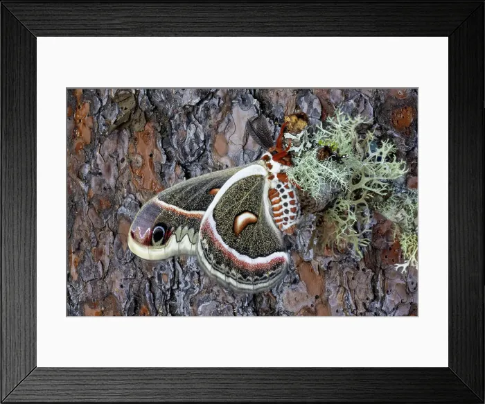 Framed Print : USA, Washington State, Sammamish. Close-up of Columbia silk moth resting on lichen covered branch backdrop Ponderosa bark Framed Print : USA, Washington State, Sammamish. Close-up of Columbia silk moth resting on lichen covered branch backdrop Ponderosa bark