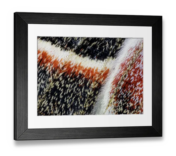 Framed Print : USA, Washington State, Sammamish. Close-up of Columbia silk moth wing detail and scales Framed Print : USA, Washington State, Sammamish. Close-up of Columbia silk moth wing detail and scales