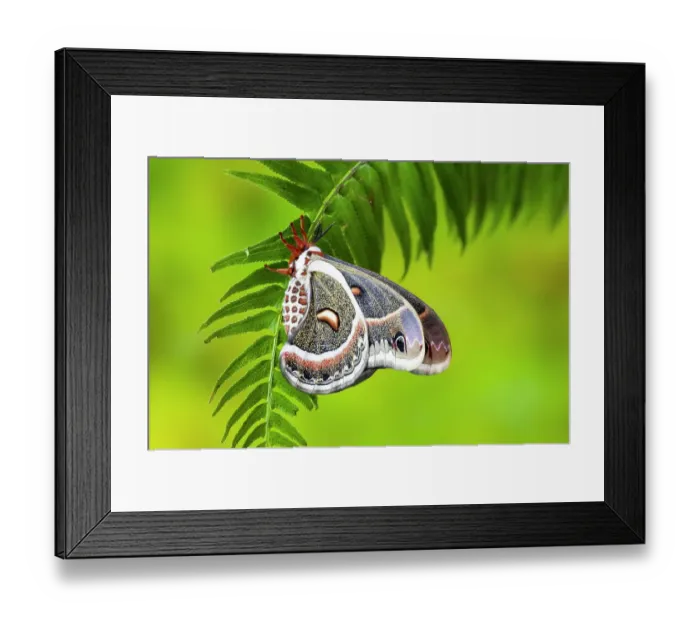 Framed Print : USA, Washington State, Sammamish. Close-up of Columbia silk moth on fern Framed Print : USA, Washington State, Sammamish. Close-up of Columbia silk moth on fern