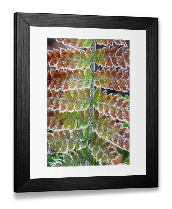 Framed Print : USA, Washington State, Sammamish. Frost on fern leaves Framed Print : USA, Washington State, Sammamish. Frost on fern leaves