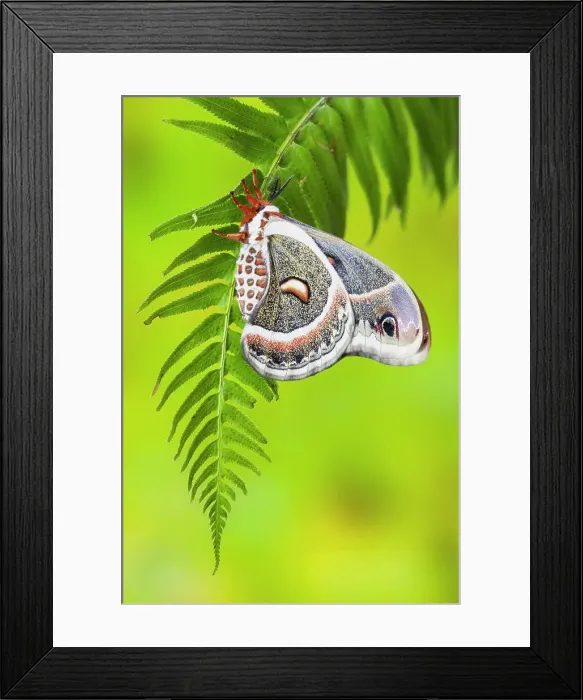 Framed Print : USA, Washington State, Sammamish. Close-up of Columbia silk moth on fern