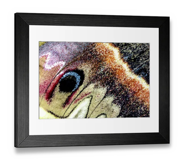 Framed Print : USA, Washington State, Sammamish. Close-up of Columbia silk moth wing detail and scales Framed Print : USA, Washington State, Sammamish. Close-up of Columbia silk moth wing detail and scales