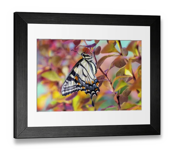 Framed Print : USA, Washington State, Sammamish. Eastern tiger swallowtail buttery resting on fall colored barberries
