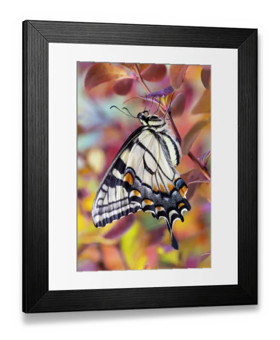 Framed Print : USA, Washington State, Sammamish. Eastern tiger swallowtail buttery resting on fall colored barberries Framed Print : USA, Washington State, Sammamish. Eastern tiger swallowtail buttery resting on fall colored barberries
