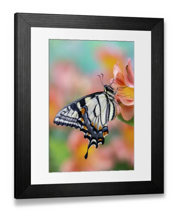 Framed Print : USA, Washington State, Sammamish. Eastern tiger swallowtail buttery on Peruvian lily, Alstroemeria Framed Print : USA, Washington State, Sammamish. Eastern tiger swallowtail buttery on Peruvian lily, Alstroemeria