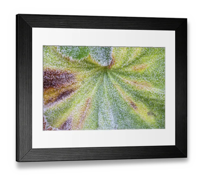 Framed Print : USA, Washington State, Sammamish. Frost on lady's mantle as it dies back in Autumn Framed Print : USA, Washington State, Sammamish. Frost on lady's mantle as it dies back in Autumn