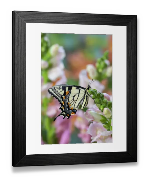 Framed Print : USA, Washington State, Sammamish. Eastern tiger swallowtail buttery on pink and white snapdragons Framed Print : USA, Washington State, Sammamish. Eastern tiger swallowtail buttery on pink and white snapdragons