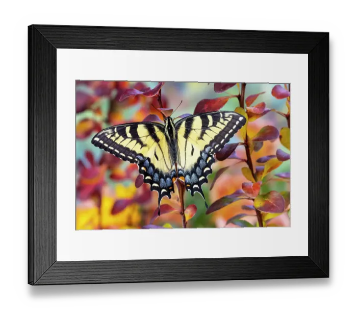 Framed Print : USA, Washington State, Sammamish. Eastern tiger swallowtail buttery resting on fall colored barberries Framed Print : USA, Washington State, Sammamish. Eastern tiger swallowtail buttery resting on fall colored barberries