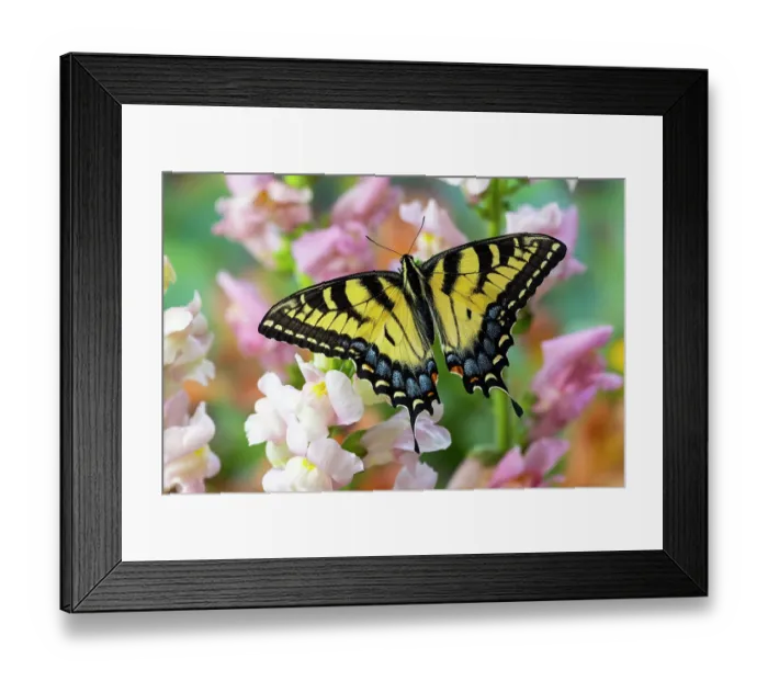 Framed Print : USA, Washington State, Sammamish. Eastern tiger swallowtail buttery on pink and white snapdragons