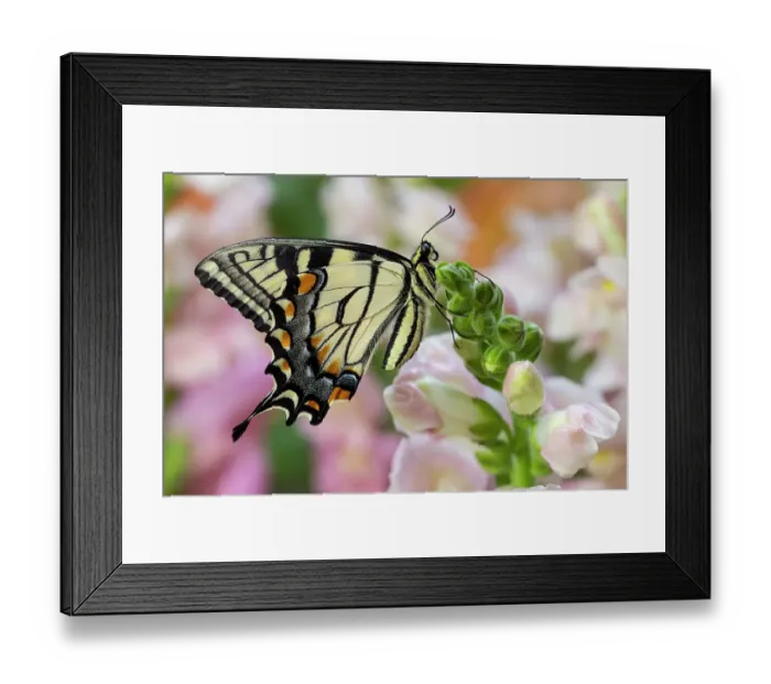 Framed Print : USA, Washington State, Sammamish. Eastern tiger swallowtail buttery on pink and white snapdragons Framed Print : USA, Washington State, Sammamish. Eastern tiger swallowtail buttery on pink and white snapdragons