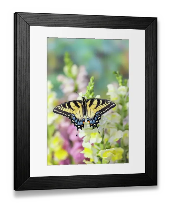 Framed Print : USA, Washington State, Sammamish. Eastern tiger swallowtail buttery on white and yellow snapdragons Framed Print : USA, Washington State, Sammamish. Eastern tiger swallowtail buttery on white and yellow snapdragons