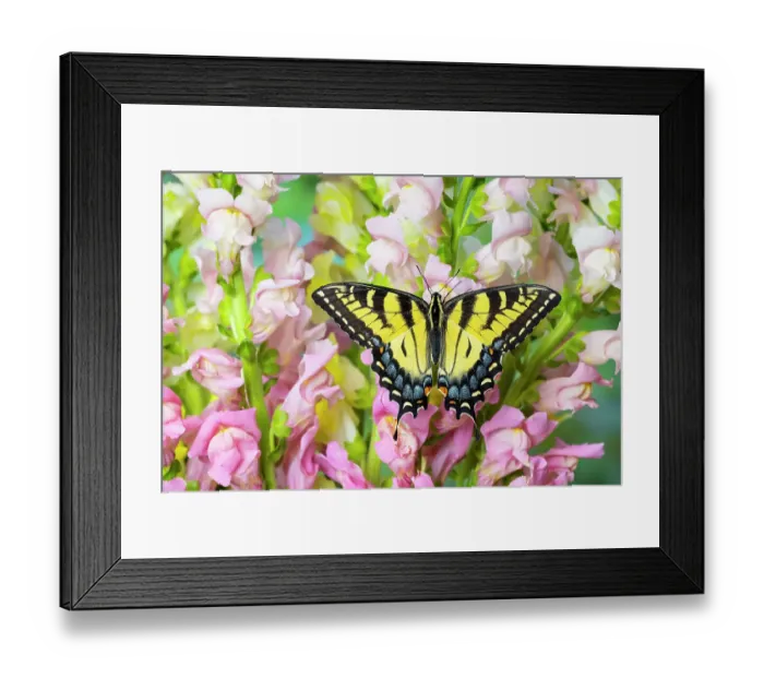 Framed Print : USA, Washington State, Sammamish. Eastern tiger swallowtail buttery on pink and white snapdragons