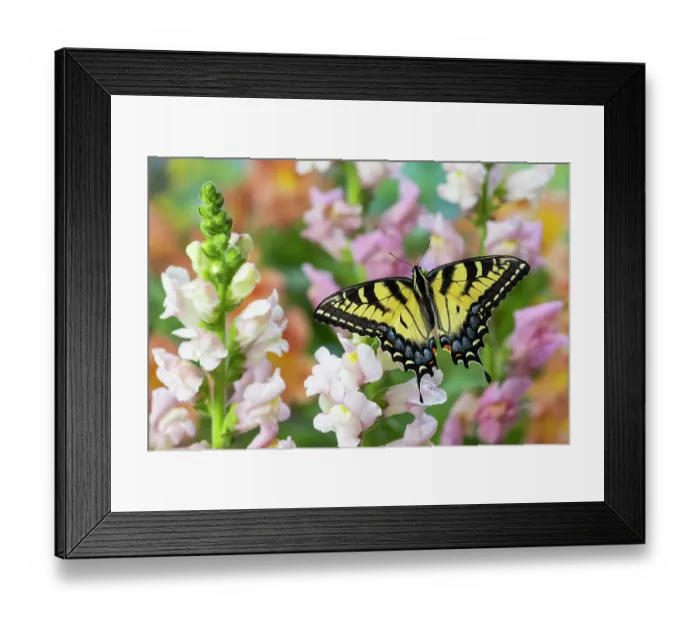 Framed Print : USA, Washington State, Sammamish. Eastern tiger swallowtail buttery on pink and white snapdragons Framed Print : USA, Washington State, Sammamish. Eastern tiger swallowtail buttery on pink and white snapdragons