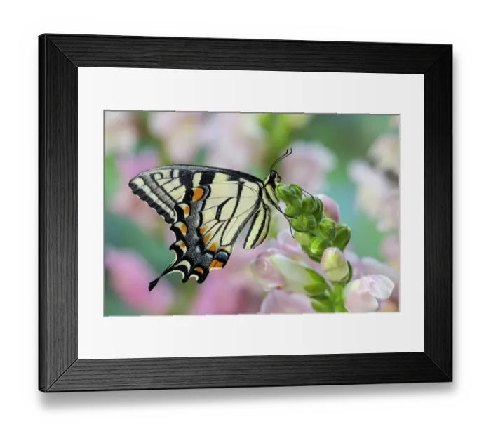 Framed Print : USA, Washington State, Sammamish. Eastern tiger swallowtail buttery on pink and white snapdragons Framed Print : USA, Washington State, Sammamish. Eastern tiger swallowtail buttery on pink and white snapdragons