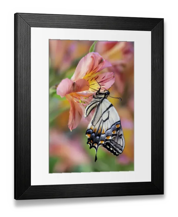 Framed Print : USA, Washington State, Sammamish. Eastern tiger swallowtail buttery on Peruvian lily Alstroemeria Framed Print : USA, Washington State, Sammamish. Eastern tiger swallowtail buttery on Peruvian lily Alstroemeria