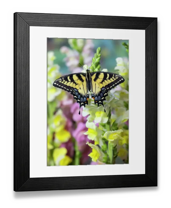 Framed Print : USA, Washington State, Sammamish. Eastern tiger swallowtail buttery on white and yellow snapdragons