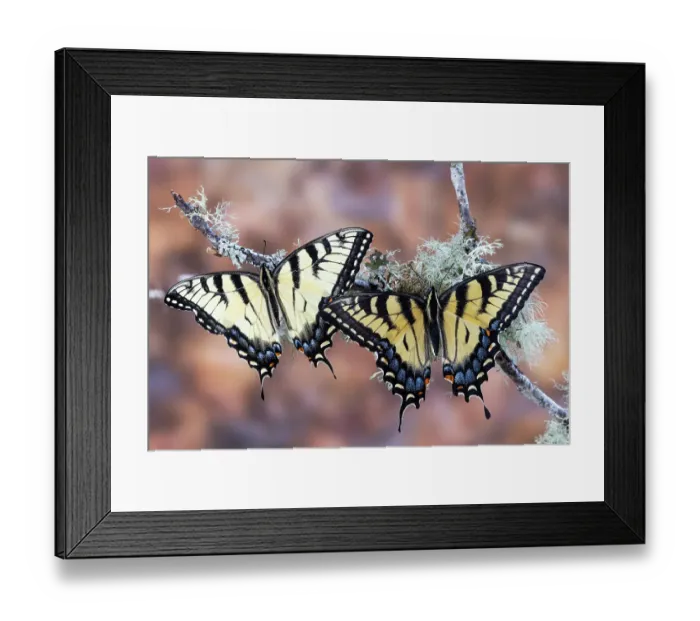 Framed Print : USA, Washington State, Sammamish. Eastern tiger swallowtail buttery pair male and female on lichen covered branch Framed Print : USA, Washington State, Sammamish. Eastern tiger swallowtail buttery pair male and female on lichen covered branch