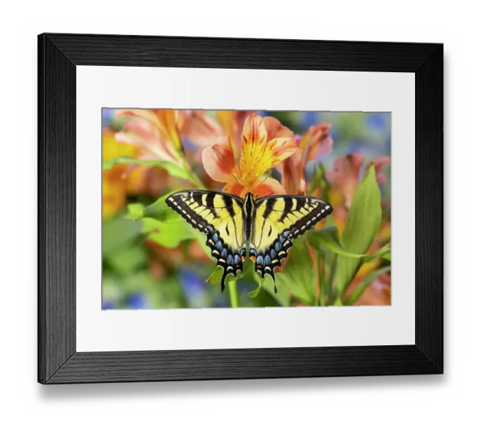 Framed Print : USA, Washington State, Sammamish. Eastern tiger swallowtail buttery on Peruvian lily Alstroemeria