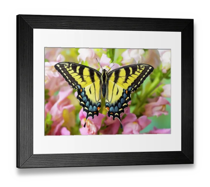 Framed Print : USA, Washington State, Sammamish. Eastern tiger swallowtail buttery on pink and white snapdragons Framed Print : USA, Washington State, Sammamish. Eastern tiger swallowtail buttery on pink and white snapdragons