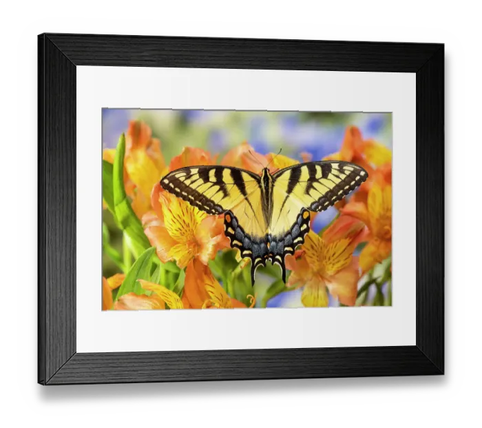 Framed Print : USA, Washington State, Sammamish. Eastern tiger swallowtail buttery on Peruvian lily, Alstroemeria