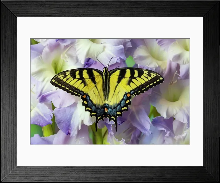 Framed Print : USA, Washington State, Sammamish. Eastern tiger swallowtail buttery on light lavender glad flowers