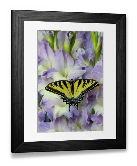 Framed Print : USA, Washington State, Sammamish. Eastern tiger swallowtail buttery on light lavender glad flowers Framed Print : USA, Washington State, Sammamish. Eastern tiger swallowtail buttery on light lavender glad flowers