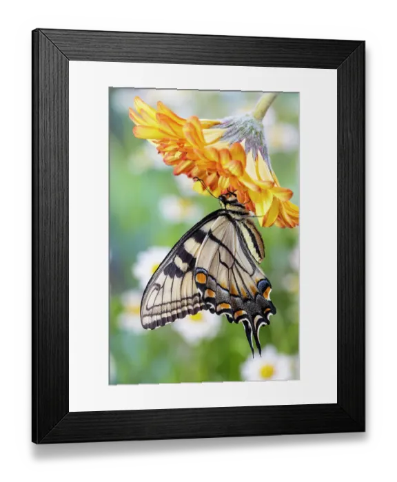Framed Print : USA, Washington State, Sammamish. Eastern tiger swallowtail buttery on orange gerber daisy Framed Print : USA, Washington State, Sammamish. Eastern tiger swallowtail buttery on orange gerber daisy