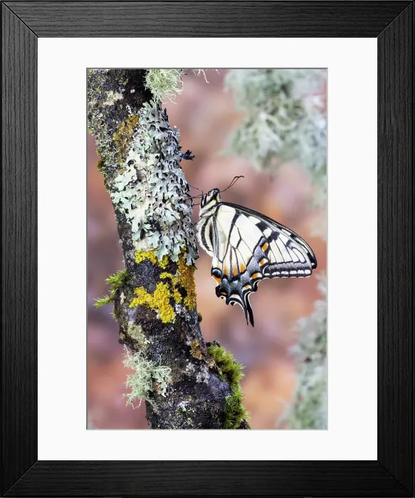 Framed Print : USA, Washington State, Sammamish. Eastern tiger swallowtail buttery on lichen covered branch