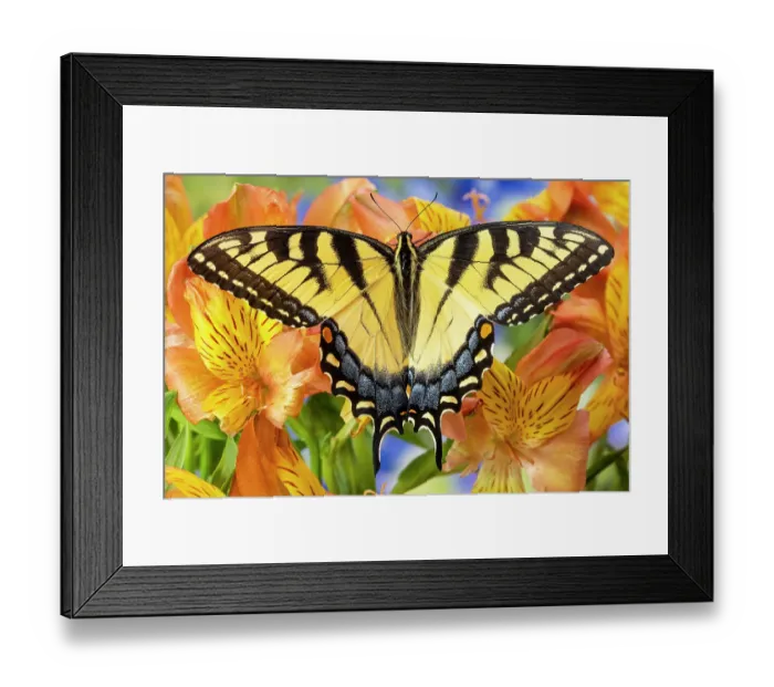Framed Print : USA, Washington State, Sammamish. Eastern tiger swallowtail buttery on Peruvian lily, Alstroemeria