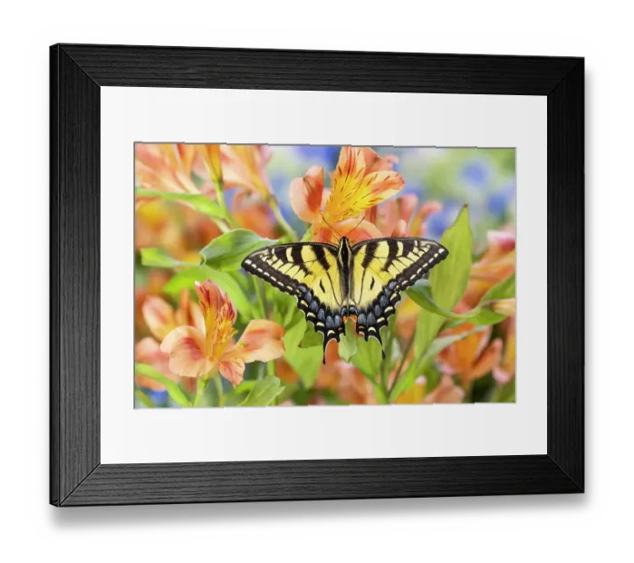 Framed Print : USA, Washington State, Sammamish. Eastern tiger swallowtail buttery on Peruvian lily Alstroemeria Framed Print : USA, Washington State, Sammamish. Eastern tiger swallowtail buttery on Peruvian lily Alstroemeria