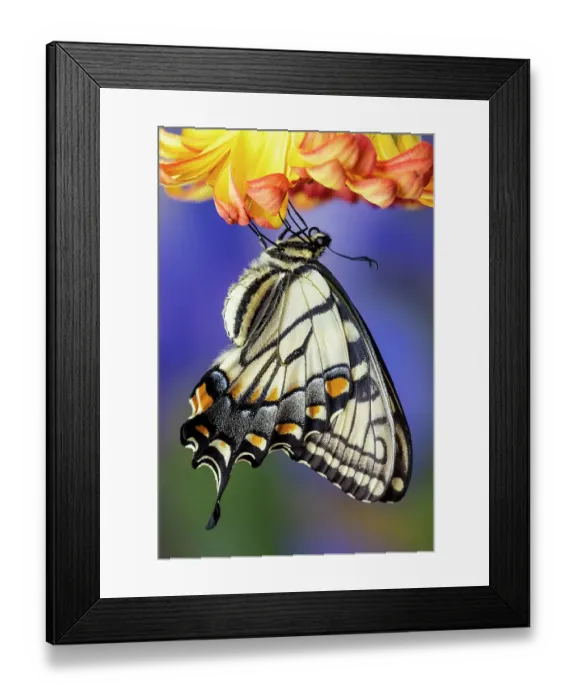 Framed Print : USA, Washington State, Sammamish. Eastern tiger swallowtail buttery