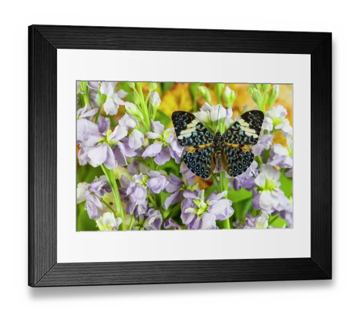 Framed Print : USA, Washington State, Sammamish. Tropical butterfly the cracker buttery, wings out on lavender stock Framed Print : USA, Washington State, Sammamish. Tropical butterfly the cracker buttery, wings out on lavender stock
