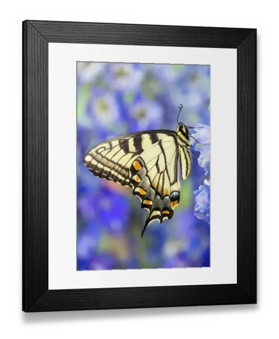 Framed Print : USA, Washington State, Sammamish. Eastern tiger swallowtail buttery on blue delphinium Framed Print : USA, Washington State, Sammamish. Eastern tiger swallowtail buttery on blue delphinium