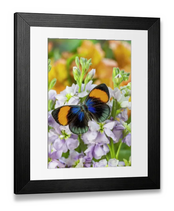 Framed Print : USA, Washington State, Sammamish. Callithea sapphira tropical butterfly on lavender stock Framed Print : USA, Washington State, Sammamish. Callithea sapphira tropical butterfly on lavender stock