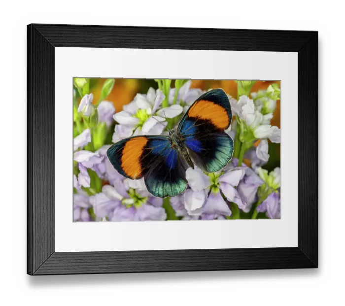 Framed Print : USA, Washington State, Sammamish. Callithea sapphira tropical butterfly on lavender stock Framed Print : USA, Washington State, Sammamish. Callithea sapphira tropical butterfly on lavender stock